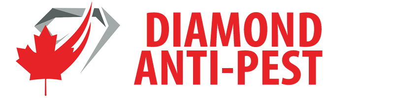 Diamond Anti Pest | Toronto Pest Control